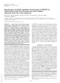 Specificities of CD40 Signaling: Involvement of TRAF2 in CD40-Induced NF-␬B Activation and Intercellular Adhesion Molecule-1 Up-Regulation