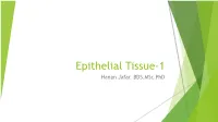 Epithelial Tissue 1