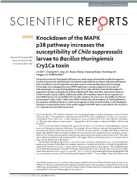 Knockdown of the MAPK P38 Pathway Increases the Susceptibility of Chilo