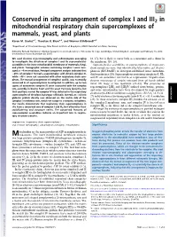 Conserved in Situ Arrangement of Complex I and III2 in Mitochondrial Respiratory Chain Supercomplexes of Mammals, Yeast, and Plants