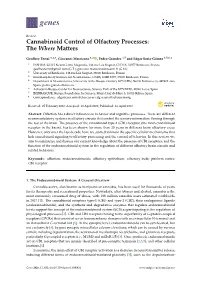 Cannabinoid Control of Olfactory Processes: the Where Matters