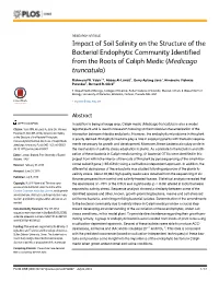 Impact of Soil Salinity on the Structure of the Bacterial Endophytic Community Identified from the Roots of Caliph Medic (Medicago Truncatula)