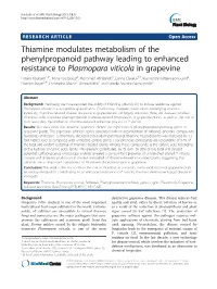 Thiamine Modulates Metabolism of the Phenylpropanoid Pathway