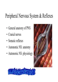 Peripheral Nervous System & Reflexes