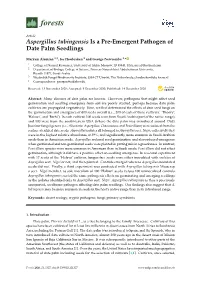 Aspergillus Tubingensis Is a Pre-Emergent Pathogen of Date Palm Seedlings