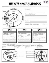 The Cell Cycle & Mitosis