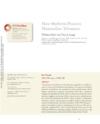 How Shelterin Protects Mammalian Telomeres 303 ANRV361-GE42-15 ARI 3 October 2008 10:10 (See 3' 5' TRF2 S Mplex