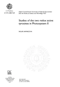 Studies of the Two Redox Active Tyrosines in Photosystem II