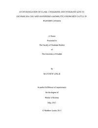 An Investigation of Class 1 Integrons and Integrase Gene In