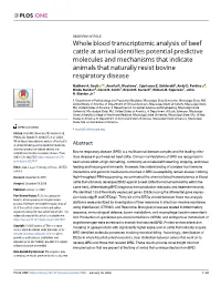Whole Blood Transcriptomic Analysis of Beef Cattle at Arrival Identifies