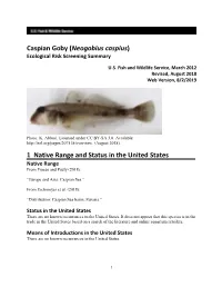 Caspian Goby (Neogobius Caspius) Ecological Risk Screening Summary
