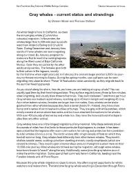 Gray Whales - Current Status and Strandings
