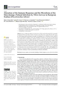 Alteration of the Immune Response and the Microbiota of the Skin During a Natural Infection by Vibrio Harveyi in European Seabass (Dicentrarchus Labrax)
