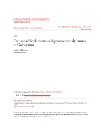 Transposable Elements and Genome Size Dynamics in Gossypium Jennifer S