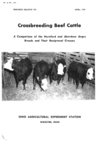 Crossbreeding Beef Cattle