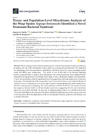 Tissue-And Population-Level Microbiome Analysis of the Wasp