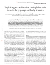 Exploiting Recombination in Single Bacteria to Make Large Phage Antibody Libraries