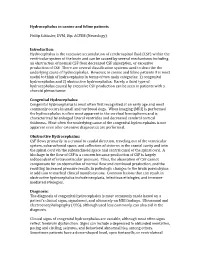 Hydrocephalus in Canine and Feline Patients