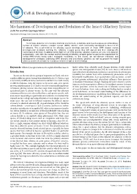 Mechanisms of Development and Evolution of the Insect Olfactory System Jia W