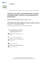 Turning on Virulence: Mechanisms That Underpin the Morphologic Transition and Pathogenicity of Blastomyces