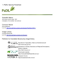 1. Padil Species Factsheet Scientific Name: Common Name Image