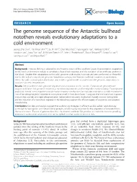 The Genome Sequence of the Antarctic Bullhead Notothen Reveals