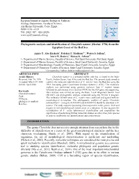 Phylogenetic Analysis and Identification of Charybdis Natator (Herbst, 1794) from the Egyptian Coast of the Red Sea