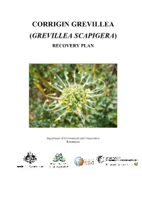 Grevillea Scapigera)