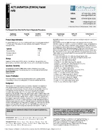 92324 ACTL6A/BAF53A (E3W2A) Rabbit Mab