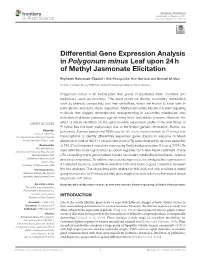 Differential Gene Expression Analysis in Polygonum Minus Leaf Upon 24H