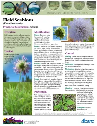 Field Scabious Resource Development (Knautia Arvensis) Provincial Designation: Noxious