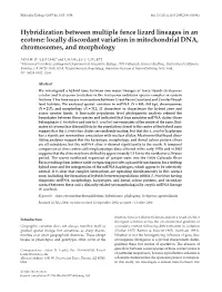 Hybridization Between Multiple Fence Lizard Lineages in an Ecotone