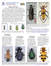 Blister Beetle Basics W