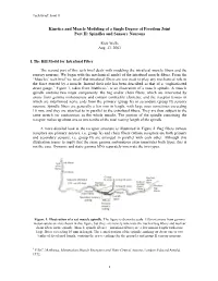 Kinetics and Muscle Modeling of a Single Degree of Freedom Joint Part II: Spindles and Sensory Neurons