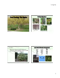 Tree Pruning: the Basics! Pruning Objectives!