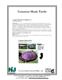 Common Musk Turtle