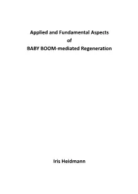 Applied and Fundamental Aspects of BABY BOOM-Mediated Regeneration Iris Heidmann