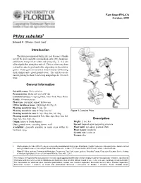 Phlox Subulata1