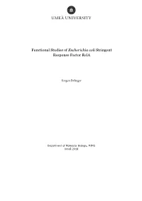 Functional Studies of Escherichia Coli Stringent Response Factor Rela