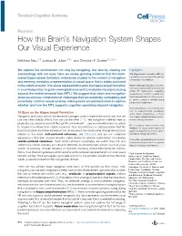 How the Brain's Navigation System Shapes Our Visual Experience