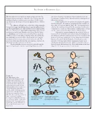 The First Cells Were Most Likely Very Simple Prokaryotic Forms. Ra- Spirochetes