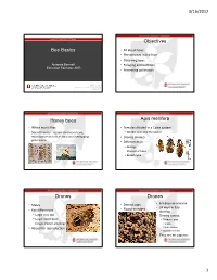 Bee Basics Objectives Honey Bees Apis Mellifera Drones Drones