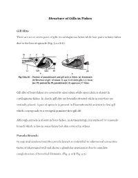 Structure of Gills in Fishes