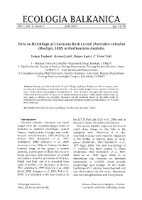 Data on Hatchlings of Caucasian Rock Lizard, Darevskia Valentini (Boettger, 1892) in Northeastern Anatolia