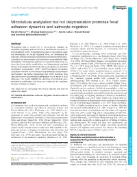 Microtubule Acetylation but Not Detyrosination Promotes Focal
