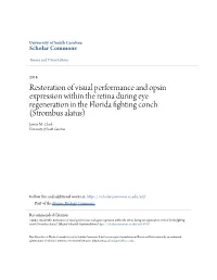 Restoration of Visual Performance and Opsin Expression Within the Retina During Eye Regeneration in the Florida Fighting Conch (Strombus Alatus) Jamie M