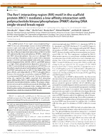 (RIR) Motif in the Scaffold Protein XRCC1 Mediates a Low-Affinity