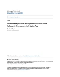 Histochemistry of Spore Mucilage and Inhibition of Spore Adhesion in Champia Parvula, a Marine Alga