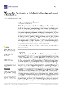 Mitochondrial Functionality in Male Fertility: from Spermatogenesis to Fertilization