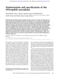 Segmentation and Specification of the Drosophila Mesoderm